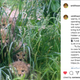 Illustration for article titled Please Enjoy These Photos of the National Zoos New Cheetah Cubs
